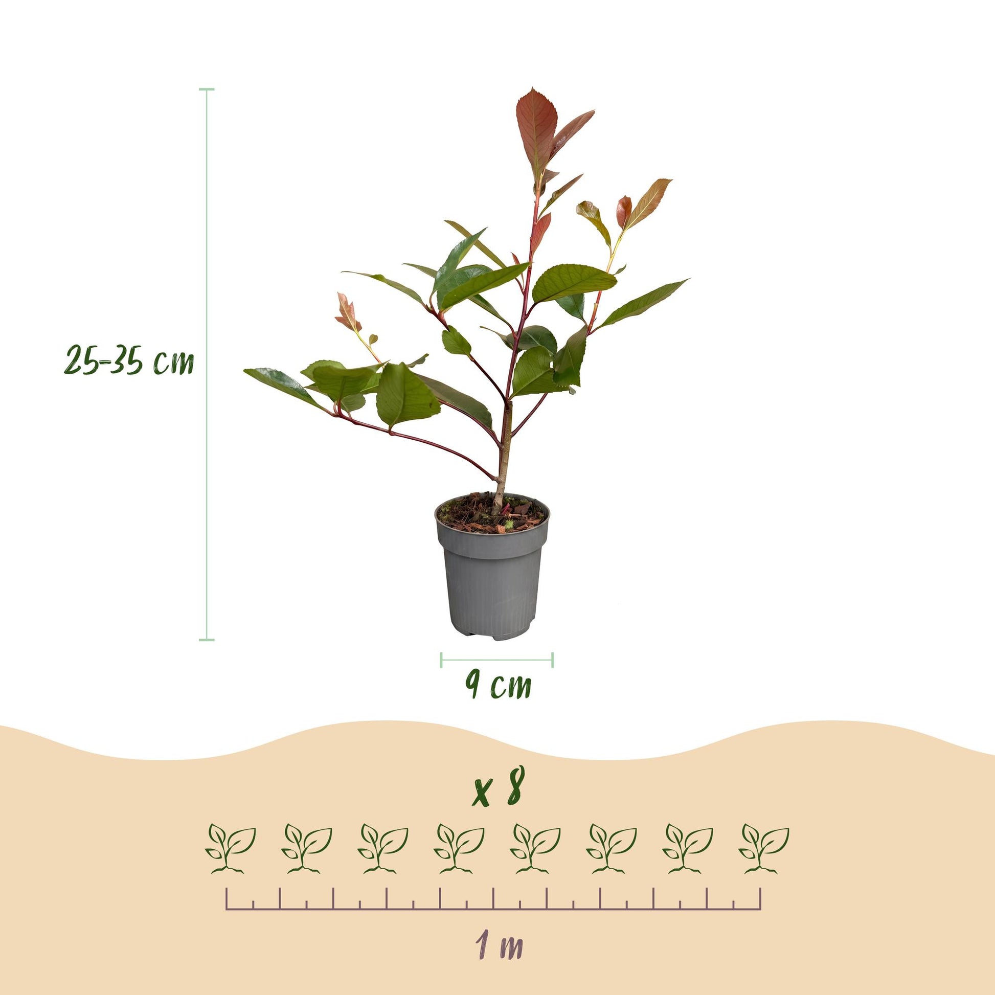 Photinia fraseri Red Robin haagplanten in pot van 9cm, hoogte 25-35cm, ideaal voor groene hagen.