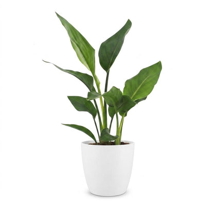 Green boutiQ - Strelitzia Reginea - Paradijsvogelbloem - 1 Plant - met Potter Wit - Pot 12cm - Hoogte - 35cm