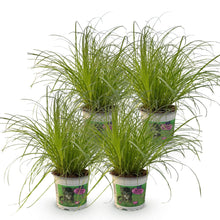 Green boutiQ - Kamerplant - Cyperus alternifolius Zumula - Kattengras - Huisdiervriendelijk - Groen - 4 Planten - Pot 12cm - Hoogte 28-30cm