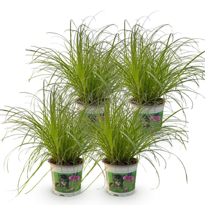 Green boutiQ - Kamerplant - Cyperus alternifolius Zumula - Kattengras - Huisdiervriendelijk - Groen - 4 Planten - Pot 12cm - Hoogte 28-30cm