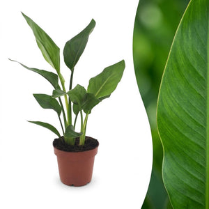 Green boutiQ - Strelitzia Reginea - Paradijsvogelbloem - 1 Plant - Pot 12cm - Hoogte - 35cm