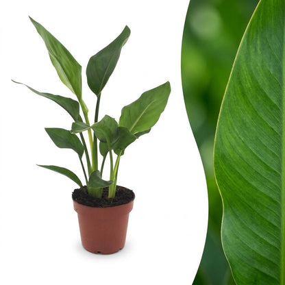 Green boutiQ - Strelitzia Reginea - Paradijsvogelbloem - 1 Plant - Pot 12cm - Hoogte - 35cm