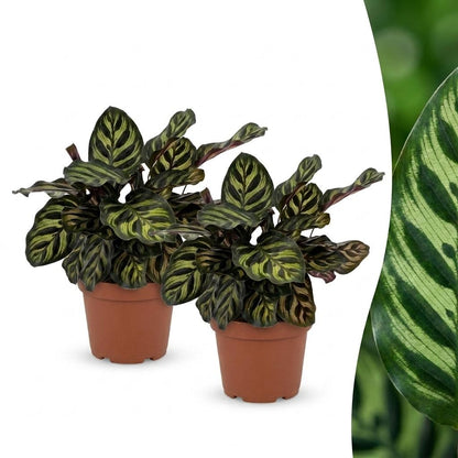 Green boutiQ - Calathea Makoyana - Pauwenplant - 2 Planten - Pot 12cm - Hoogte 25cm