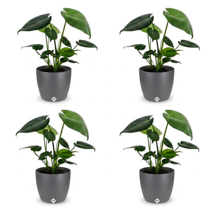 Green boutiQ - Monstera Deliciosa - Gatenplant - 4 Planten - met Potter Grijs - Pot 12cm - Hoogte - 30cm