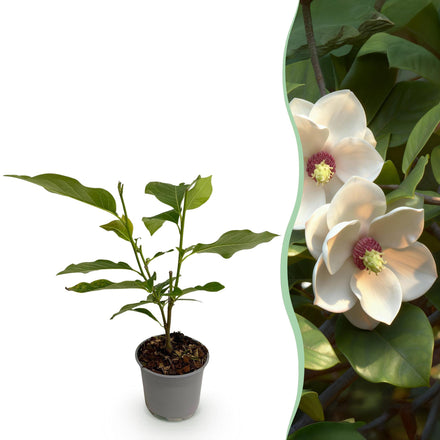 Green boutiQ - Garden plant - Magnolia sieboldii - Flower White-Red - 1 Plant - Deciduous - Low Maintenance - Pot 12cm Height 30cm