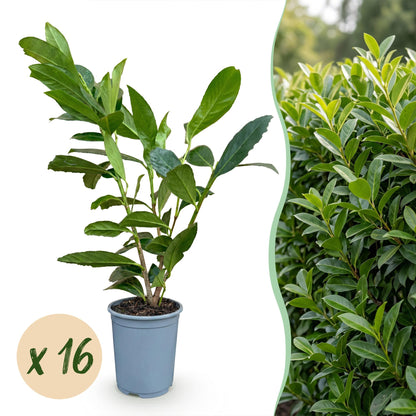 Green boutiQ - 16x Prunus laur. Caucasica - Laurierkers - Haagplanten - Groenblijvend - Groen - Pot 9cm - Hoogte 25-35cm