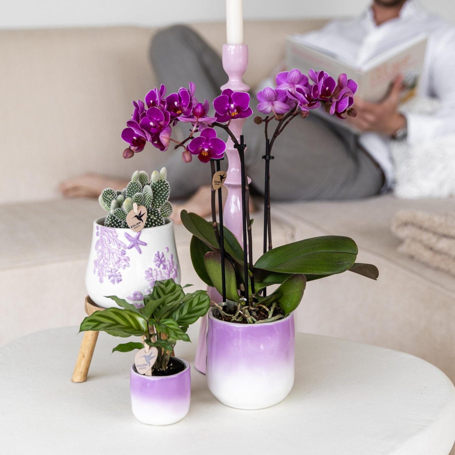 Kolibri Orchids | Paarse phalaenopsis orchidee potmaat Ø9cm | Morelia | bloeiende kamerplant - vers van de kweker