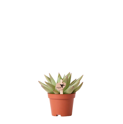 Kolibri Greens | Groene plant - Succulent Echeveria Miranda potmaat Ø6cm | groene kamerplant - vers van de kweker