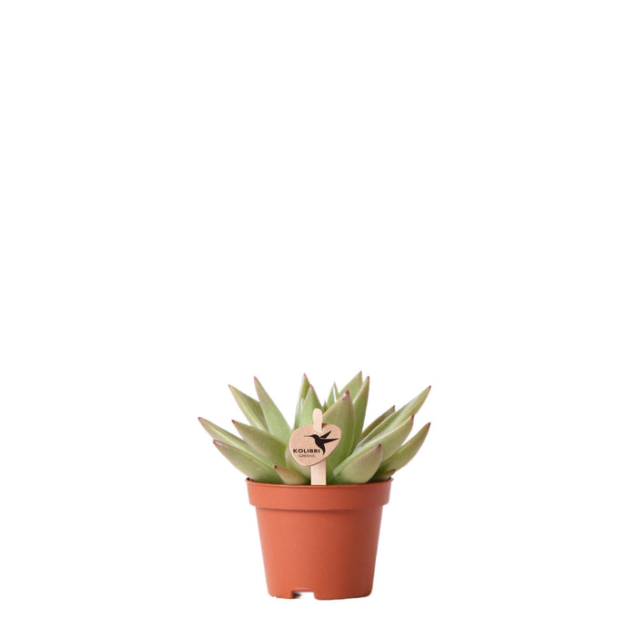 Kolibri Greens | Groene plant - Succulent Echeveria Miranda potmaat Ø6cm | groene kamerplant - vers van de kweker