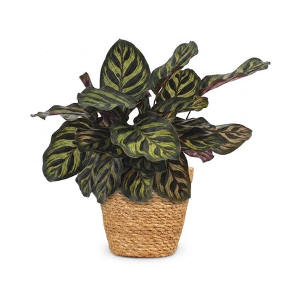 Green boutiQ - Calathea Makoyana - Pauwenplant - 1 Plant - met Mand - Pot 12cm - Hoogte - 25cm