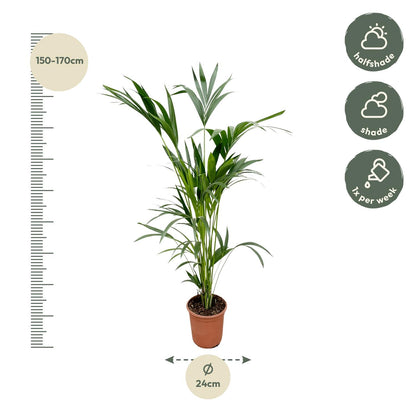 Kentia palm - 150cm - Ø24