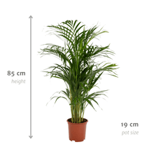 Areca palm - Ø17cm - ↕70cm