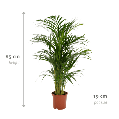Areca palm - Ø17cm - ↕70cm