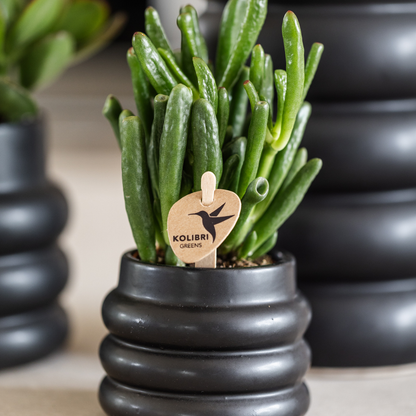 Kolibri Greens | Groene plant - Succulent Crassula Hobbit potmaat Ø6cm | groene kamerplant - vers van de kweker