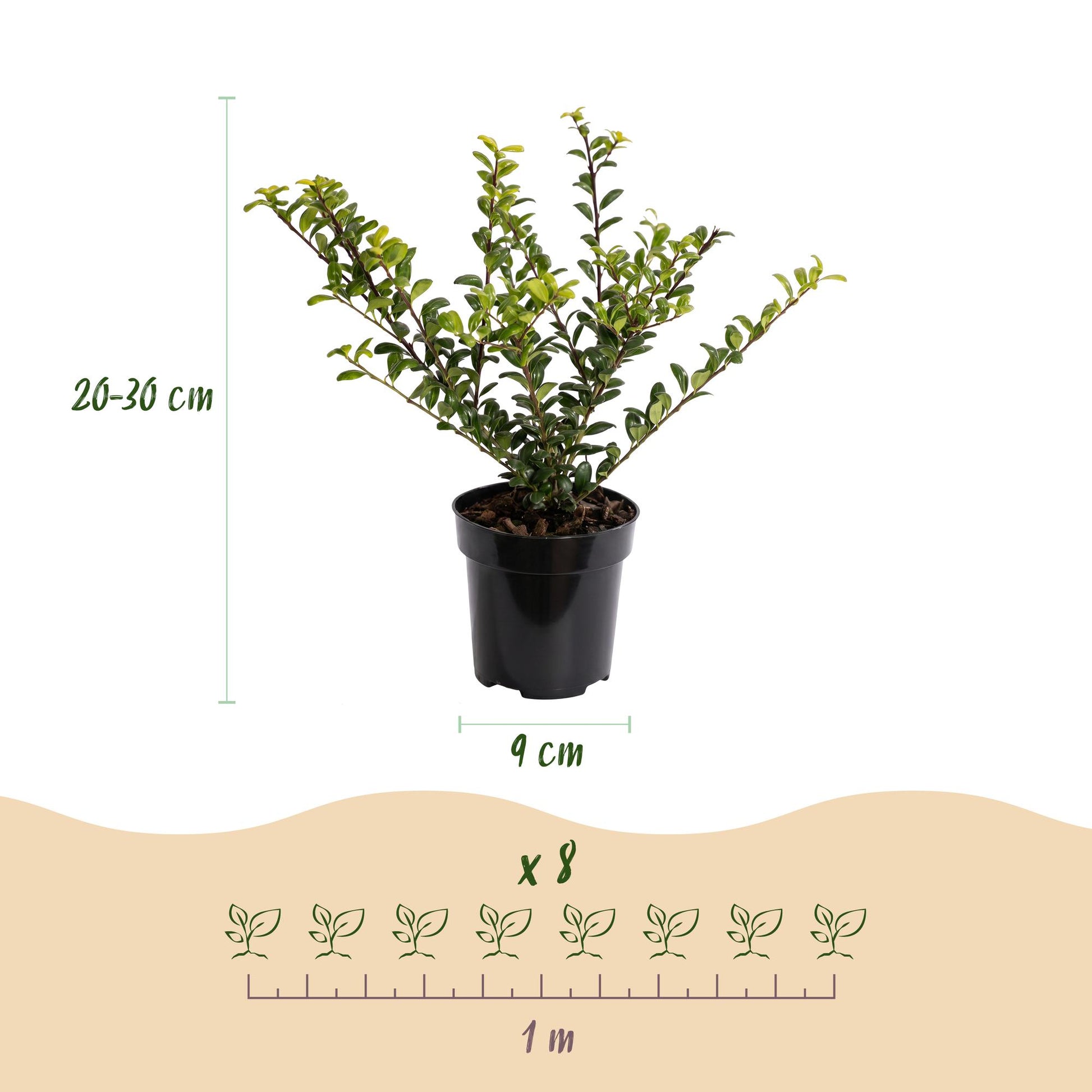 Ilex Crenata Golden Gem haagplanten in pot van 9 cm, hoogte 20-30 cm, groene bladeren met gele tint.