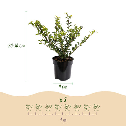 Ilex Crenata Golden Gem haagplanten in pot van 9 cm, hoogte 20-30 cm, groene bladeren met gele tint.