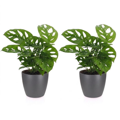 Green boutiQ - Monstera Adansonii - Rhaphidophora Tetrasperma - 2 Planten - met Potter Grijs - Pot 12cm - Hoogte - 25cm