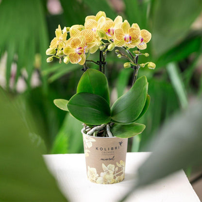 Kolibri-Orchideen | Gelbe Phalaenopsis-Orchidee – Lima – Topfgröße Ø 9 cm | Blühende Zimmerpflanze – frisch vom Züchter