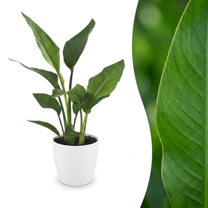 Green boutiQ - Strelitzia Reginea - Paradijsvogelbloem - 1 Plant - met Potter Wit - Pot 12cm - Hoogte - 35cm