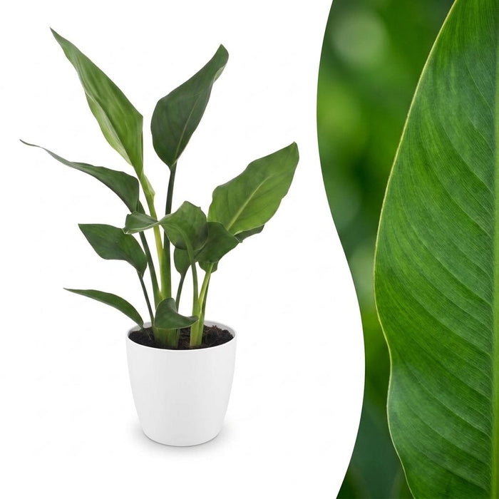 Green boutiQ - Strelitzia Reginea - Paradijsvogelbloem - 1 Plant - met Potter Wit - Pot 12cm - Hoogte - 35cm