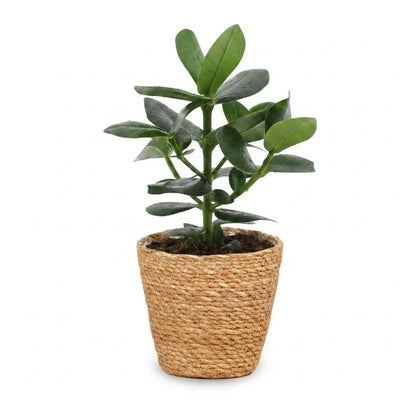 Green boutiQ - Clusia Princess - Clusia - 1 Plant - met Mand - Pot 12cm - Hoogte - 40cm