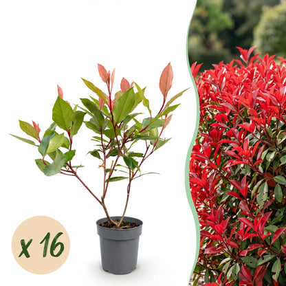 Green boutiQ - 16x Photinia fraseri Little Red Robin - Glansmispel - Haagplanten - Groenblijvend - Rood - Pot 9cm - Hoogte 25-35cm