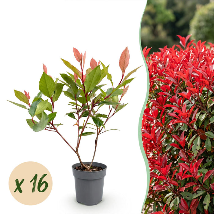 Green boutiQ - 16x Photinia fraseri Little Red Robin - Glansmispel - Haagplanten - Groenblijvend - Rood - Pot 9cm - Hoogte 25-35cm