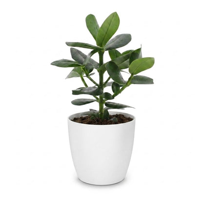 Green boutiQ - Clusia Princess - Clusia - 1 Plant - met Potter Wit - Pot 12cm - Hoogte - 40cm