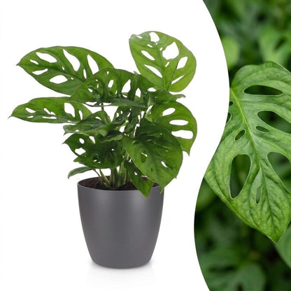 Green boutiQ - Monstera Adansonii - Rhaphidophora Tetrasperma - 1 Plant - met Potter Grijs - Pot 12cm - Hoogte - 25cm