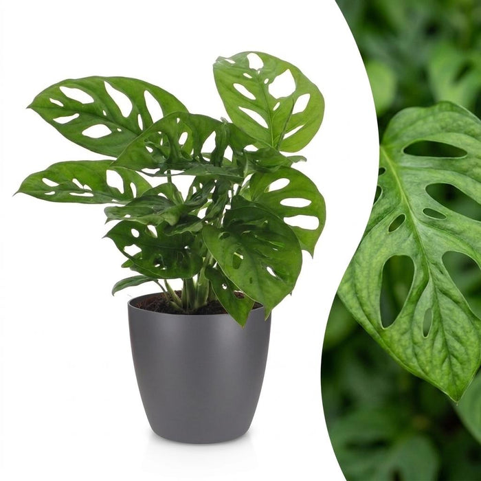 Green boutiQ - Monstera Adansonii - Rhaphidophora Tetrasperma - 1 Plant - met Potter Grijs - Pot 12cm - Hoogte - 25cm
