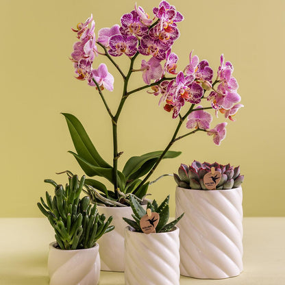 Kolibri Home | Candy sierpot | Hoog - White - Ø6cm