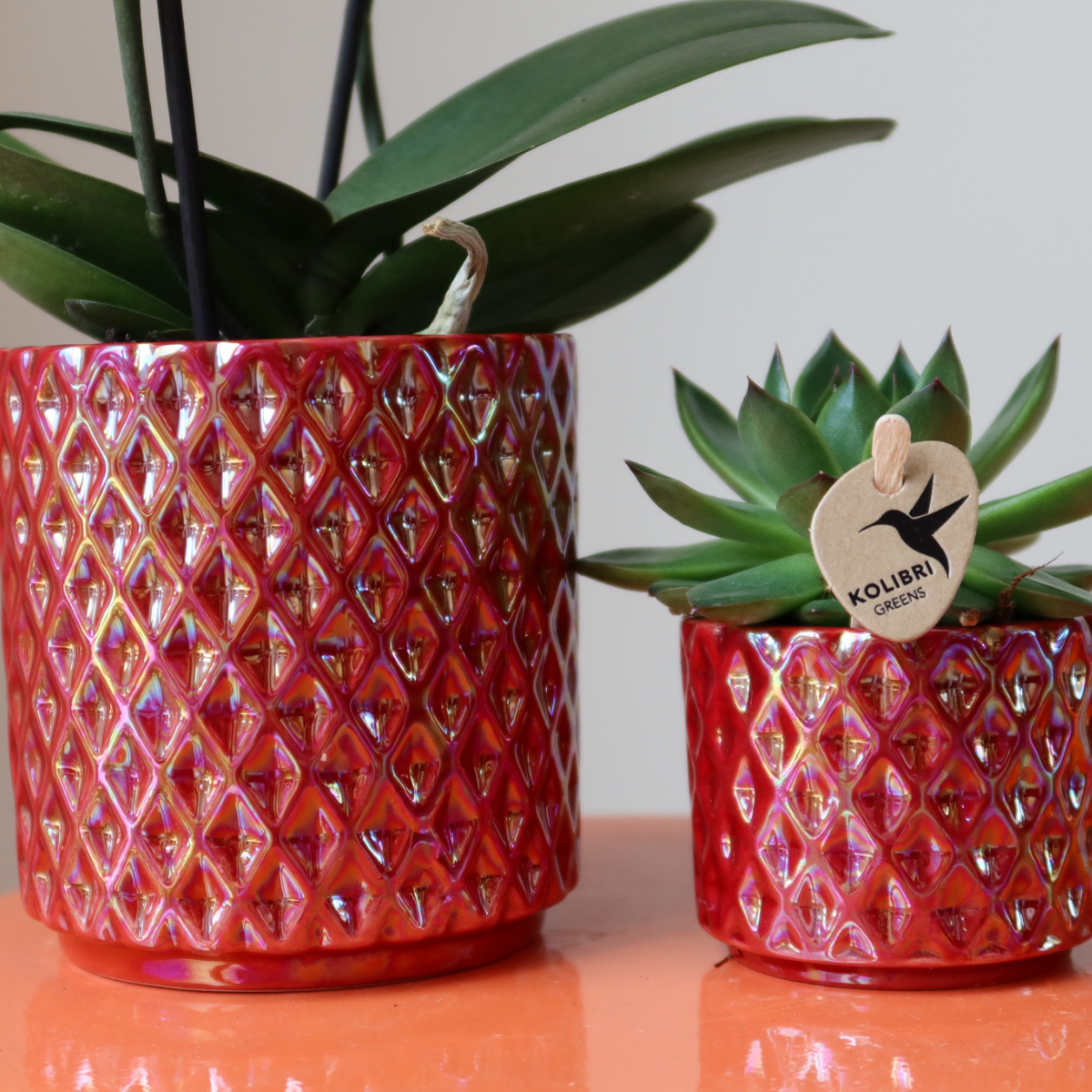 Kolibri-Orchideen | Rote Phalaenopsis-Orchidee 'Congo + Diamond Pearl' im roten Topf (Ø 9 cm) | Blühende Zimmerpflanze – frisch vom Züchter