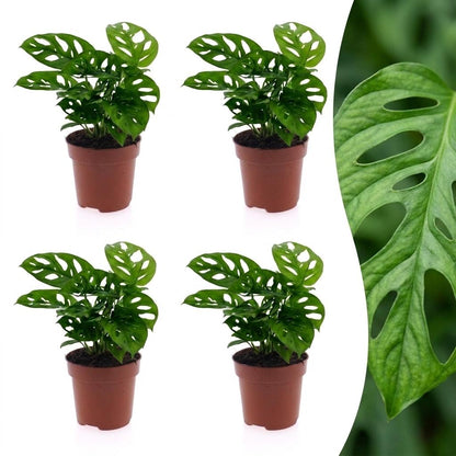 Green boutiQ - Monstera Adansonii - Rhaphidophora Tetrasperma - 4 Planten - Pot 12cm - Hoogte - 25cm