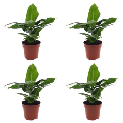 Green boutiQ - Musa Oriental Dwarf - Dwergbanaan - 4 Planten - Pot 12cm - Hoogte - 30cm