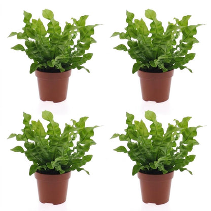 Green boutiQ - Asplenium Crispy Wave - Asplenium Crispy Wave - 4 Planten - Pot 12cm - Hoogte - 30cm