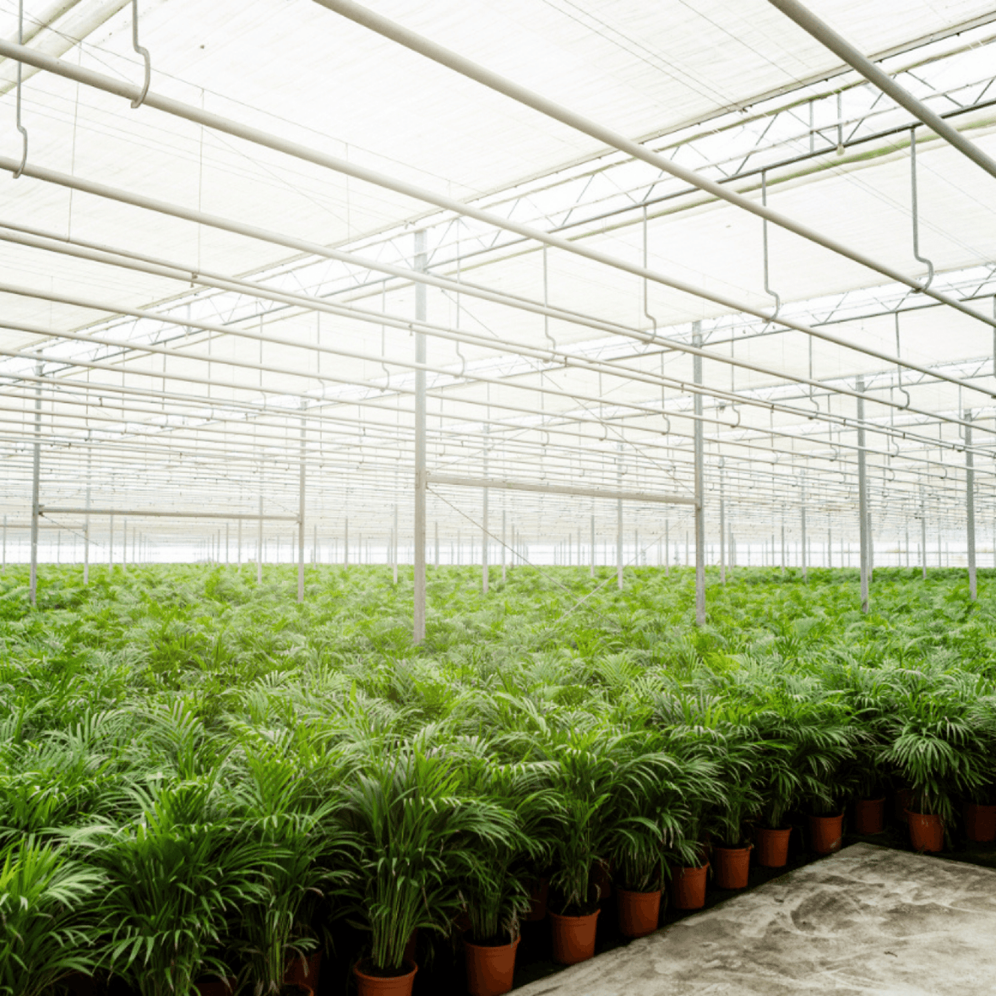 Areca palm - Ø17cm - ↕70cm