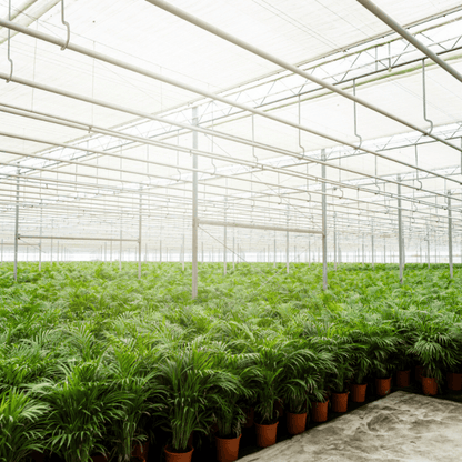 Areca palm - Ø17cm - ↕70cm