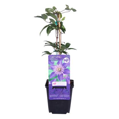 3x Clematis ‘Multi Blue’ – P9 pot – bijzondere blauw bloeiende klimplant
