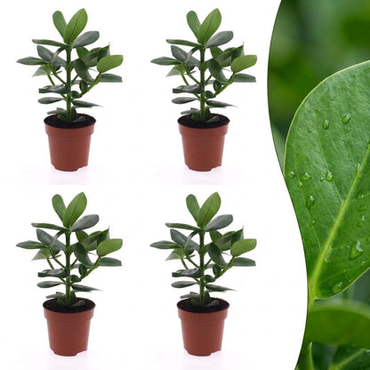 Green boutiQ - Clusia Princess - Clusia - 4 Planten - Pot 12cm - Hoogte - 40cm