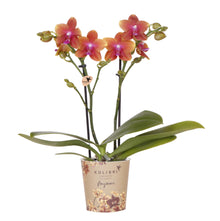 Hummingbird Orchids | orange scented Phalaenopsis orchid - Fragrance - pot size Ø9cm | flowering houseplant - fresh from the grower