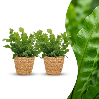 Green boutiQ - Asplenium Crispy Wave - Asplenium Crispy Wave - 2 Planten - met Mand - Pot 12cm - Hoogte - 30cm