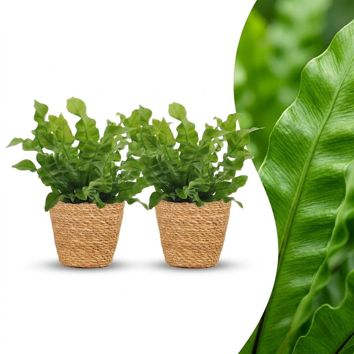 Green boutiQ - Asplenium Crispy Wave - Asplenium Crispy Wave - 2 Planten - met Mand - Pot 12cm - Hoogte - 30cm