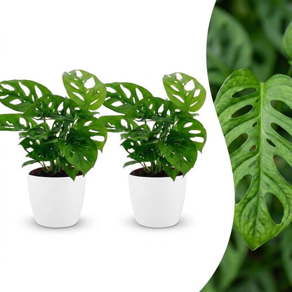 Green boutiQ - Monstera Adansonii - Rhaphidophora Tetrasperma - 2 Planten - met Potter Wit - Pot 12cm - Hoogte - 25cm