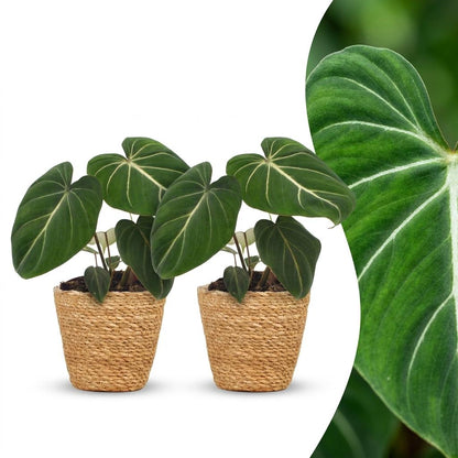 Green boutiQ - Philodendron Gloriosum - Glorie Philodendron - 2 Planten - met Mand - Pot 12cm - Hoogte - 25cm