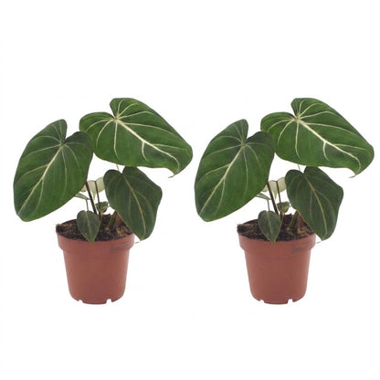 Green boutiQ - Philodendron Gloriosum - Glorie Philodendron - 2 Planten - Pot 12cm - Hoogte - 25cm