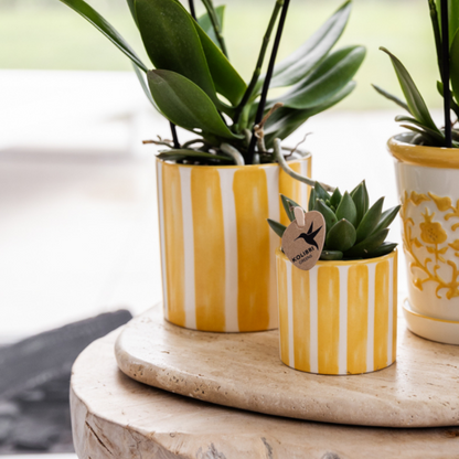 Mediterranean Sunset plantenpakket met gele Painted Stripe potten en succulenten van Kolibri Company.