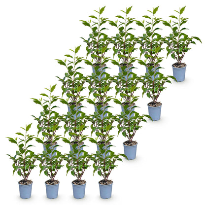 Green boutiQ - 16x Prunus lusitanica Angustifolia - Portugese Laurier - Haagplanten - Groenblijvend - Groen - Pot 9cm - Hoogte 25-35cm