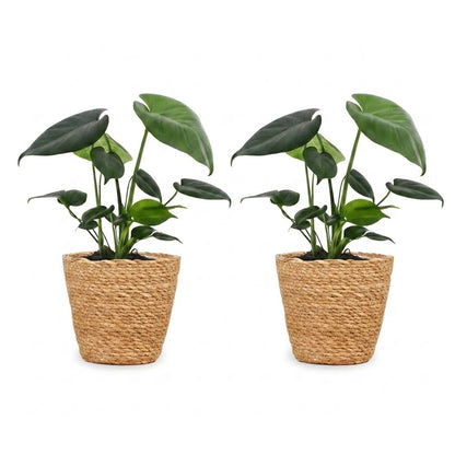 Green boutiQ - Monstera Deliciosa - Gatenplant - 2 Planten - met Zeegras Mand - Pot 12cm - Hoogte 30cm