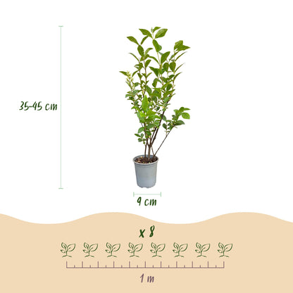 Ligustrum ovalifolium haagplanten in pot van 9 cm, hoogte 35-45 cm, ideaal voor levende hagen.