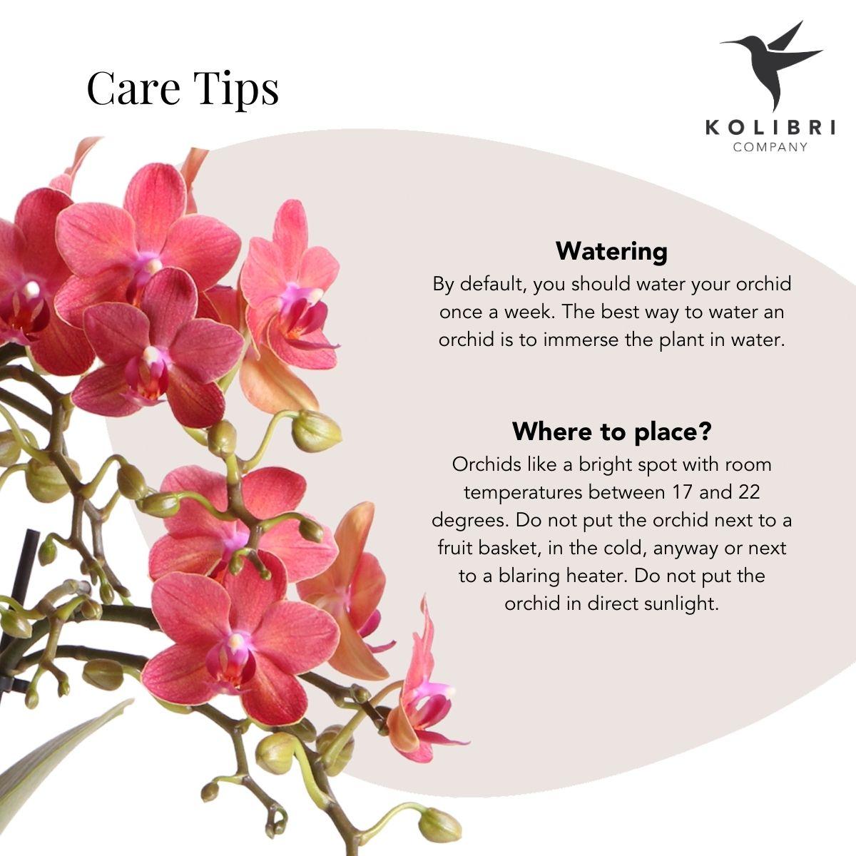Kolibri Orchids | Red Phalaenopsis orchid – Congo + Gummy pot travertine – pot size Ø9cm | flowering houseplant in a flowerpot - fresh from the grower